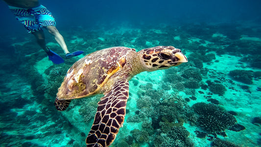 Sea Turtles