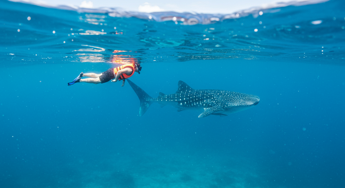 Dive into the Blue: Seeing Whale Sharks at Diani Beach