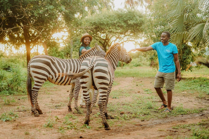 A Day With the Giraffes in Diani