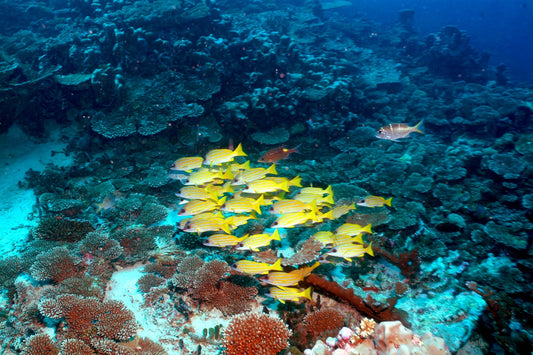 Diving in Diani