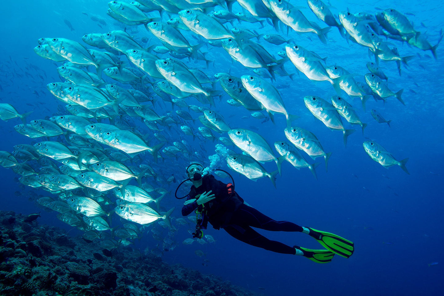 Diving in Diani