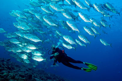 Diving in Diani