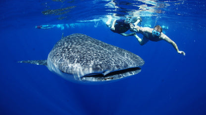 Whale Shark Spotting | Diani beach Kenya