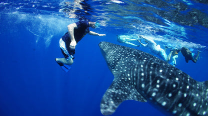 Whale Shark Spotting | Diani beach Kenya