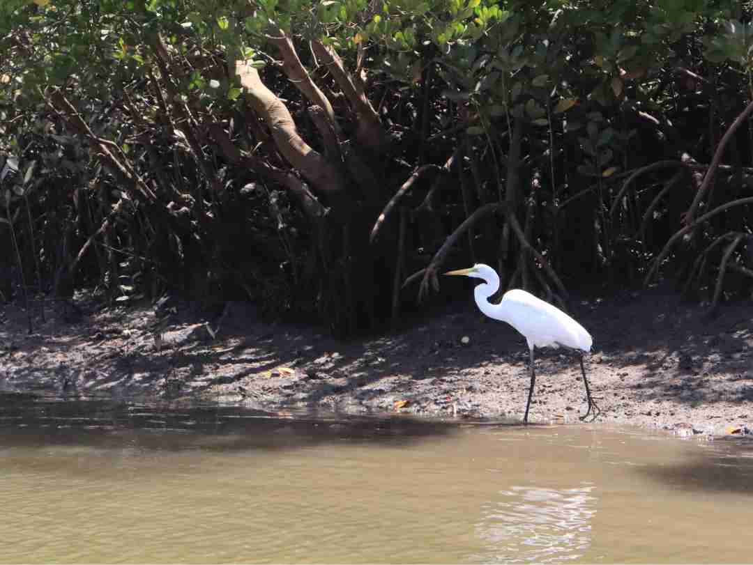 Funzi Island Day Trip