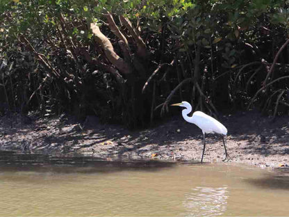 Funzi Island Day Trip